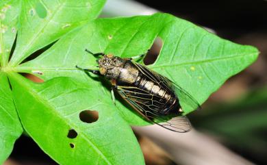 Mogannia formosana Matsumura, 1907 黑翅草蟬