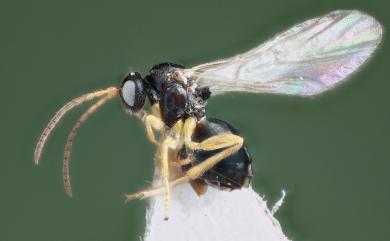 Cycloneuroterus fortuitusus Tang & Melika, 2011