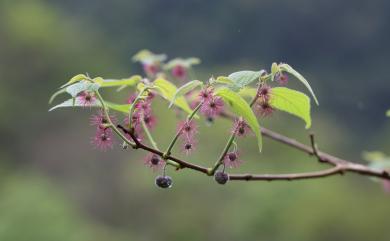 Broussonetia monoica Hance 小構樹