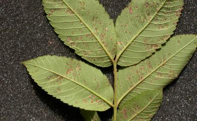 Aceria roxburghianae Huang, 2007 羅氏鹽膚木瘤節蜱