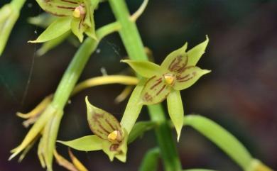 Eulophia pelorica 輻射芋蘭