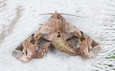 Atacira affinis (Hampson, 1918)