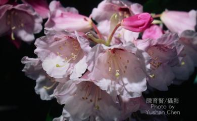 Rhododendron pseudochrysanthum Hayata 玉山杜鵑