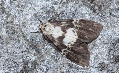 Barsura albidorsalis (Wileman, 1914) 褐白美苔蛾