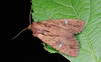 Apamea aquila substriata Hreblay & Ronkay, 1997