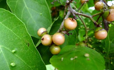 Cordia dichotoma 破布子