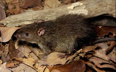 Bandicota indica (Bechstein, 1800) 鬼鼠