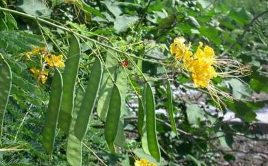 Caesalpinia pulcherrima (L.) Sw. 紅蝴蝶