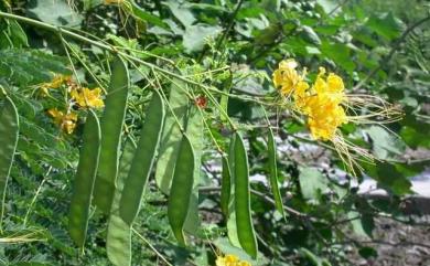 Caesalpinia pulcherrima (L.) Sw. 紅蝴蝶