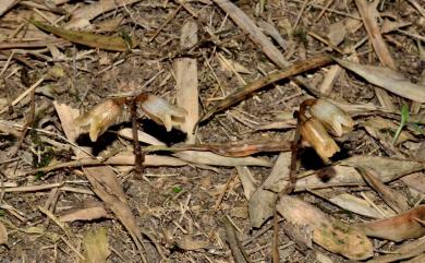Gastrodia fontinalis var. fontinalis T.P. Lin 春赤箭
