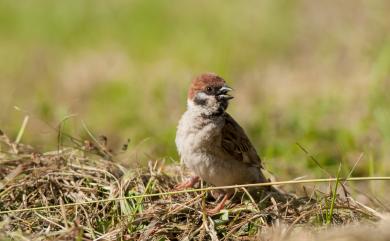 Passer montanus saturatus (Stejneger, 1885) 麻雀