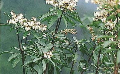 Pieris taiwanensis Hayata 台灣馬醉木