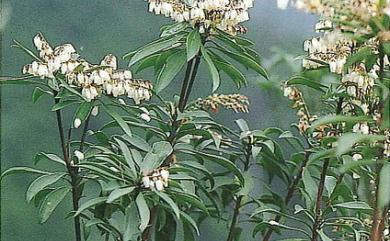 Pieris taiwanensis 臺灣馬醉木