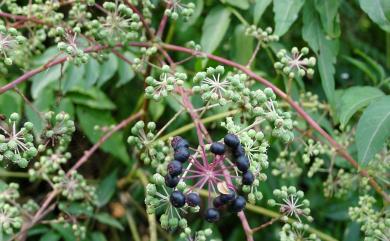 Aralia bipinnata Blanco 裏白楤木