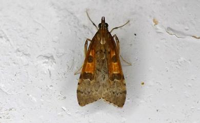 Udea stigmatalis tayulingensis Heppner, 2005 大禹嶺紅痣纓突野螟