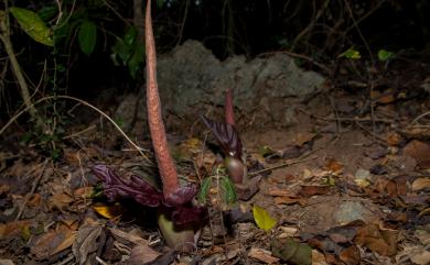 Amorphophallus henryi N.E.Br. 臺灣魔芋