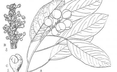Triadica cochinchinensis Lour. 白桕