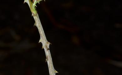 Rubus kawakamii Hayata 桑葉懸鉤子