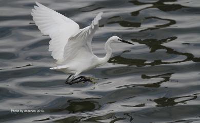 Egretta garzetta (Linnaeus, 1766) 小白鷺