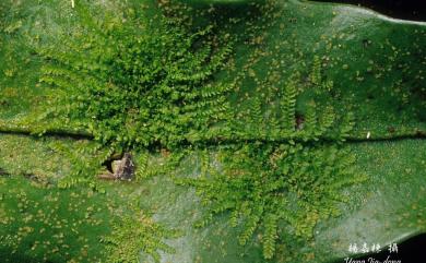 Leptolejeunea elliptica 尖葉薄鱗蘚