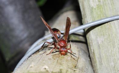 Polistes tenebricosus 赭褐長腳蜂