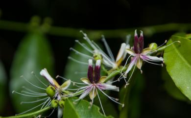 Capparis micracantha var. henryi (Matsum.) Jacobs 小刺山柑