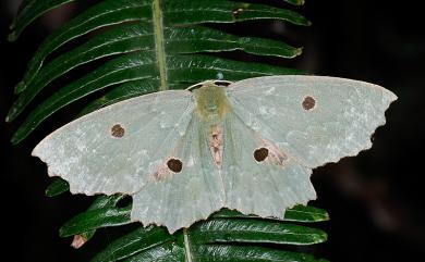 Chlorodontopera taiwana Wileman, 1911 臺灣四眼綠尺蛾