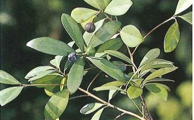 Machilus obovatifolia var. obovatifolia 恆春楨楠