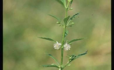 Scoparia dulcis L. 野甘草