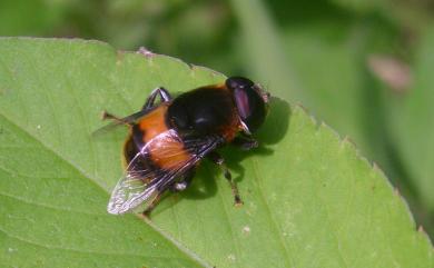 Phytomia zonata (Fabricius, 1787) 黃道蚜蠅