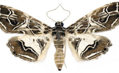 Paracymoriza vagalis (Walker, 1866)