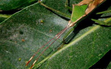 Homoeocerus striicornis Scott, 1874 紋鬚同緣椿象