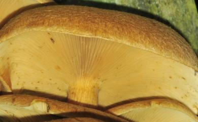 Agrocybe praecox 田頭菇