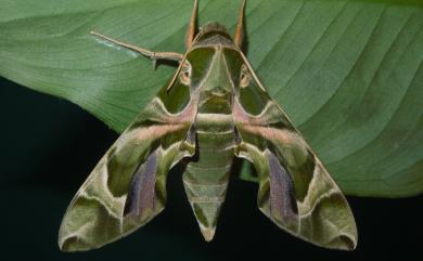 Daphnis nerii (Linnaeus, 1758) 粉綠白腰天蛾