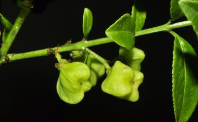 Euonymus huangii 黃氏衛矛