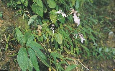 Hydrangea densifolia 臺灣草紫陽花