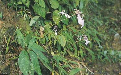 Hydrangea densifolia (C.F.Wei) Y.De Smet & Granados 臺灣草紫陽花