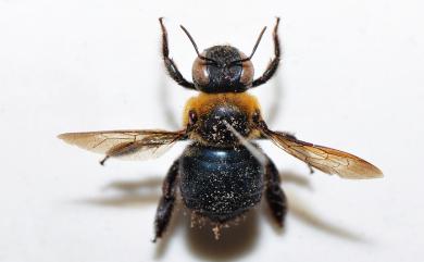 Xylocopa collaris sauteri 白領帶木蜂紹德亞種