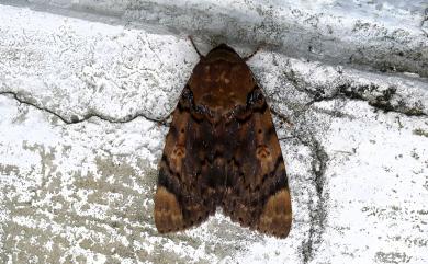 Arcte coerula (Guenée, 1852) 苧麻封夜蛾