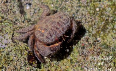 Actaeodes tomentosus (H. Milne Edwards, 1834) 絨毛仿銀杏蟹