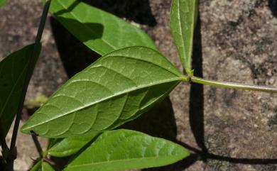 Vigna adenantha 腺藥豇豆