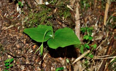 Cypripedium debile 小喜普鞋蘭