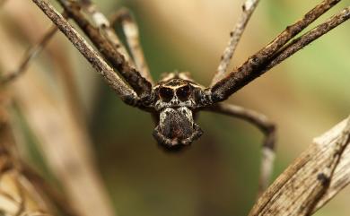 Arachnida 蛛形綱