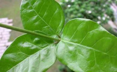 Jasminum sambac (L.) Aiton 茉莉