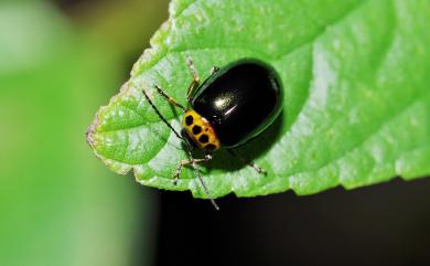 Morphosphaera chrysomeloides (Bates, 1866) 榕四星螢金花蟲