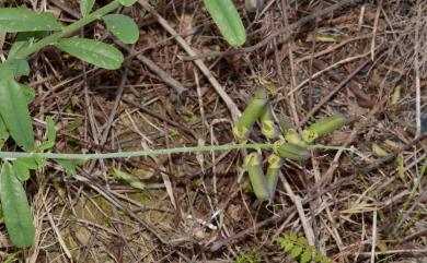 Crotalaria retusa 凹葉野百合