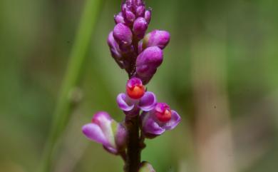 Polygala tatarinowii 小扁豆