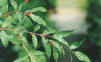 Damnacanthus angustifolius Hayata 無刺伏牛花