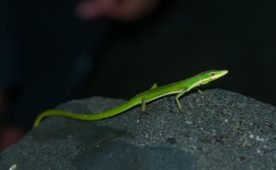 Takydromus sauteri Van Denburgh, 1909 梭德氏草蜥