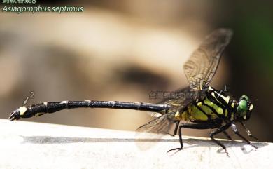 Asiagomphus septimus (Needham, 1930) 鈎紋春蜓